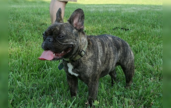 Detroit's Love for French Bulldogs Continues as City's Top Pet, AKC Rankings Show