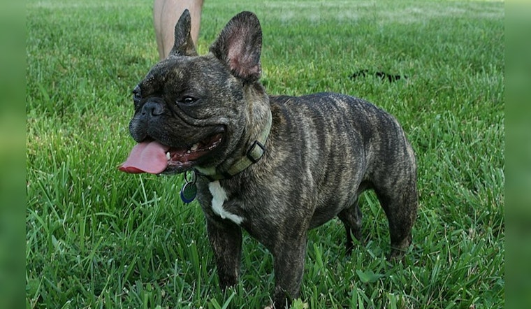 Detroit's Love for French Bulldogs Continues as City's Top Pet, AKC Rankings Show