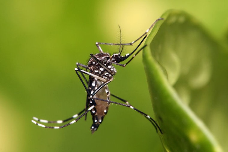 Early Mosquito Season Predicted for Michigan amid Record Warm Winter in Detroit and Saginaw Valley