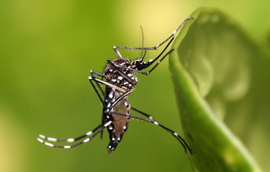 Early Mosquito Season Predicted for Michigan amid Record Warm Winter in Detroit and Saginaw Valley