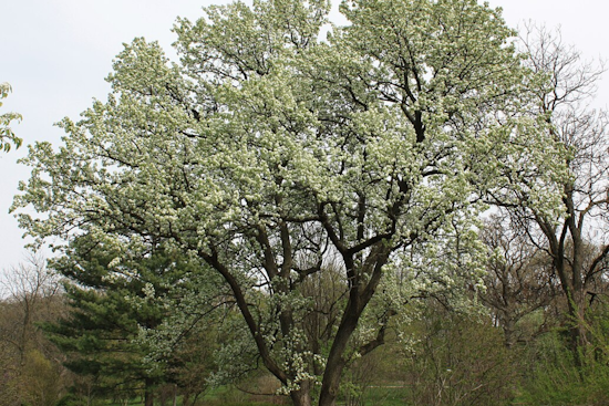 East Tennessee Battles Invasive Bradford Pear Trees, Encourages Planting Native Species