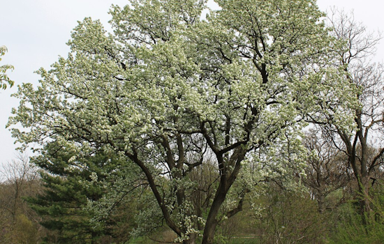 East Tennessee Battles Invasive Bradford Pear Trees, Encourages Planting Native Species