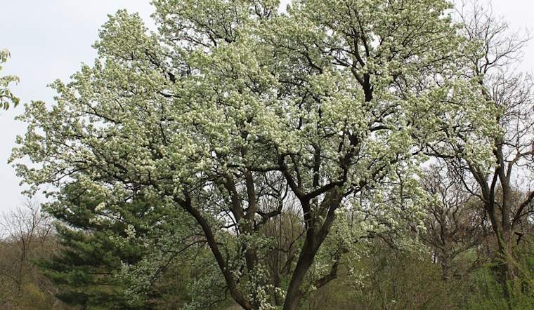 East Tennessee Battles Invasive Bradford Pear Trees, Encourages Planting Native Species