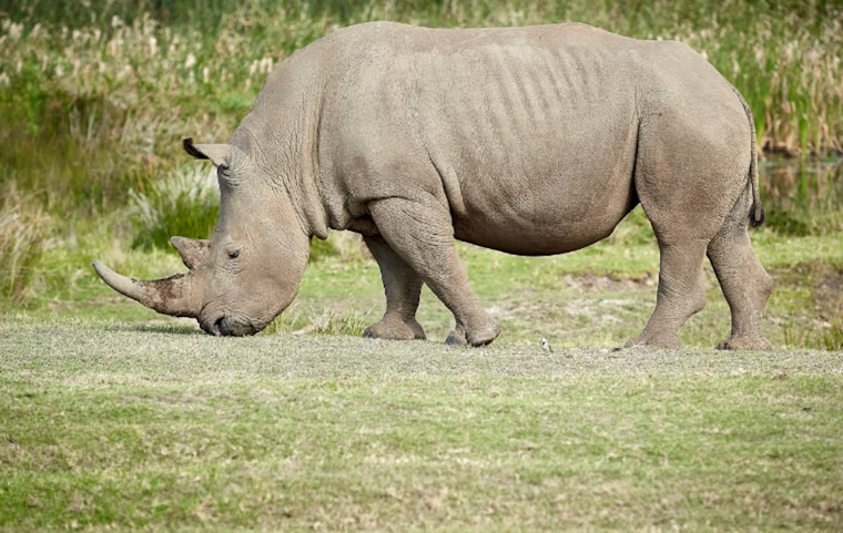 Eclipse Cash-In, Tourists Swarm Small Towns as Businesses Eye Billion-Dollar Boom and Aid Rhino Conservation