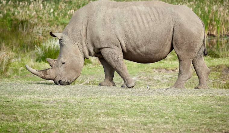 Eclipse Cash-In, Tourists Swarm Small Towns as Businesses Eye Billion-Dollar Boom and Aid Rhino Conservation
