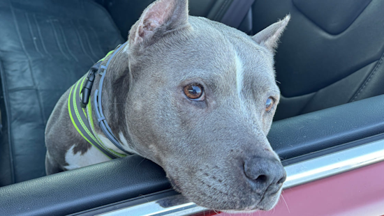 Ellis County Sheriff’s Office Hosts Successful Free Vaccine Clinic for 300 Dogs