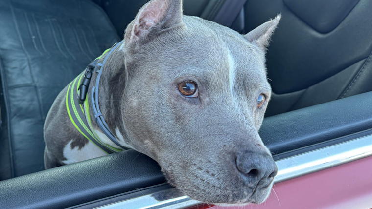 Ellis County Sheriff’s Office Hosts Successful Free Vaccine Clinic for 300 Dogs