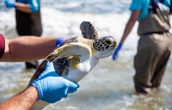 Endangered Green Sea Turtles Return to Gulf of Mexico after Houston Zoo and Texas A&M Rescue Effort