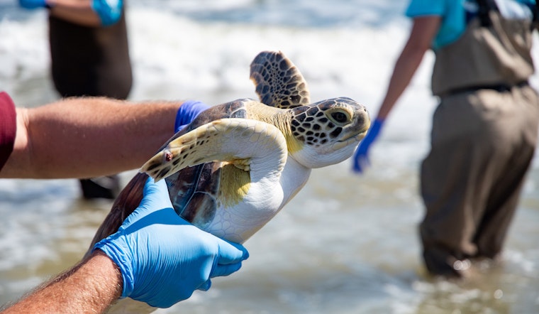Endangered Green Sea Turtles Return to Gulf of Mexico after Houston Zoo and Texas A&M Rescue Effort