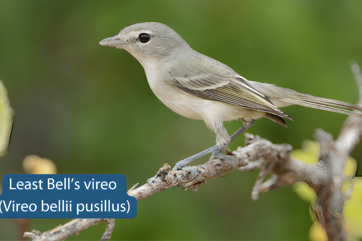 Endangered Songbird, Least Bell's Vireo, Returns to Carlsbad Wetlands