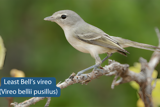 Endangered Songbird, Least Bell's Vireo, Returns to Carlsbad Wetlands as Conservation Efforts Intensify