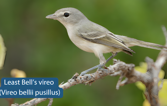 Endangered Songbird, Least Bell's Vireo, Returns to Carlsbad Wetlands as Conservation Efforts Intensify