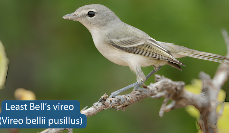 Endangered Songbird, Least Bell's Vireo, Returns to Carlsbad Wetlands as Conservation Efforts Intensify
