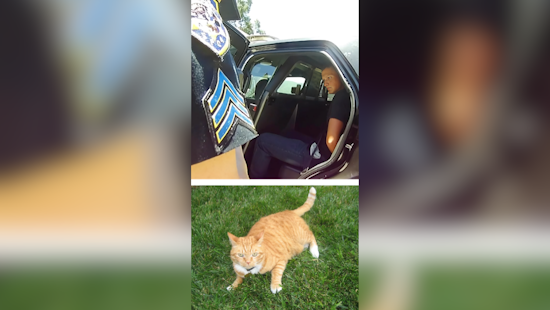 Escondido Man Sentenced to 8 Years for Felony Animal Cruelty in Killing of 10 Cats
