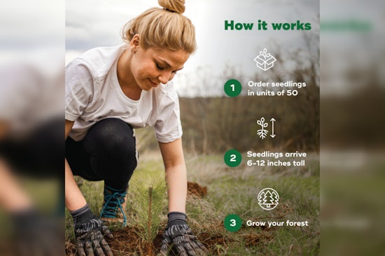 Fort Lauderdale Partners with Arbor Day Foundation to Offer Residents Free Trees to Boost City Canopy