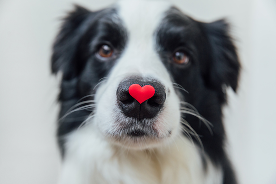 Fort Worth Introduces Scheduled Pet Surrender & Support Program to Aid Animal Retention