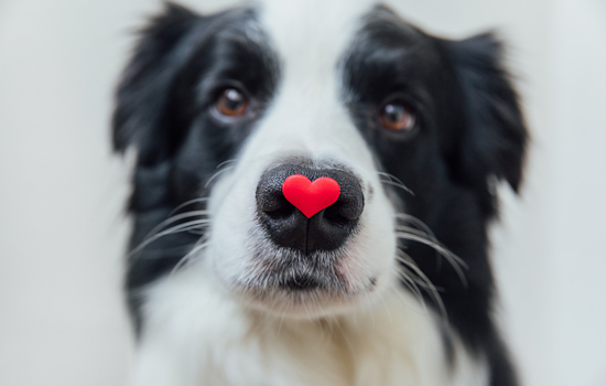 Fort Worth Introduces Scheduled Pet Surrender & Support Program to Aid Animal Retention