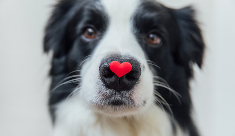 Fort Worth Introduces Scheduled Pet Surrender & Support Program to Aid Animal Retention