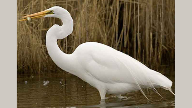 Fort Worth Residents Prep for Egret Season with Proactive Strategies to Keep Neighborhoods Clean