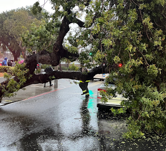 Four Injured as Tree Falls Onto Car in San Francisco's Fillmore District