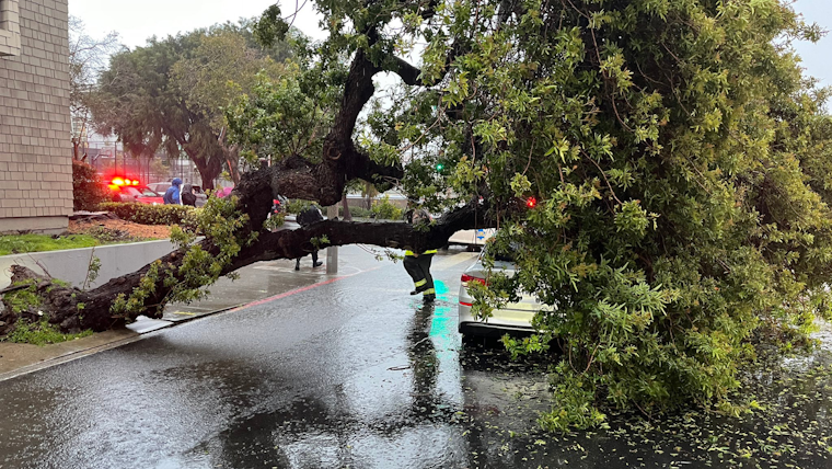 Four Injured as Tree Falls Onto Car in San Francisco's Fillmore District