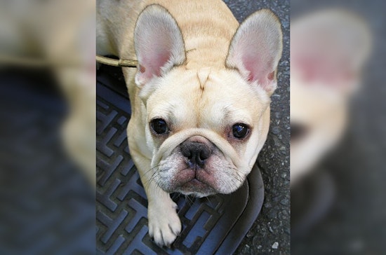 French Bulldogs Lead City's Top Dog Breeds Amid Health Concerns