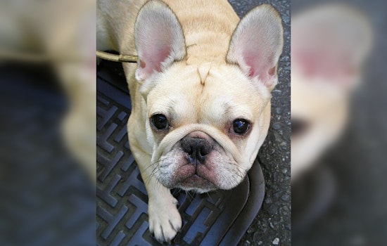 French Bulldogs Lead City's Top Dog Breeds Amid Health Concerns