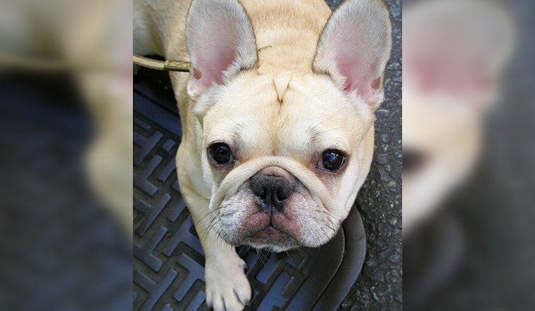French Bulldogs Lead City's Top Dog Breeds Amid Health Concerns