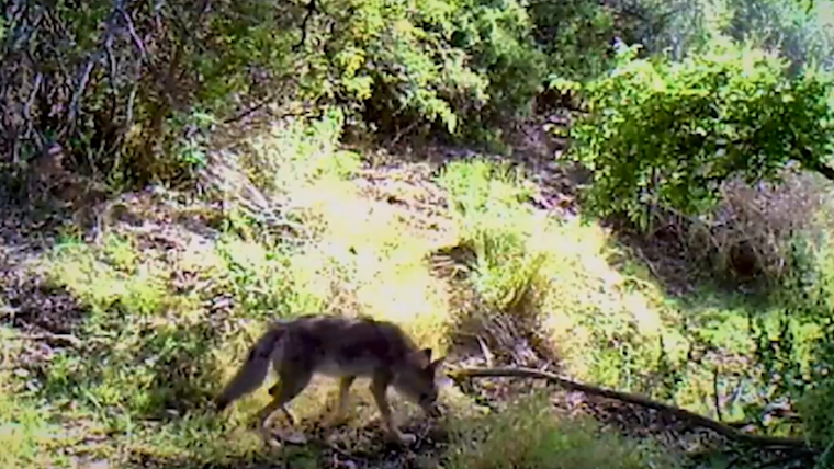 VIDEO: Frisco Introduces Real-Time Coyote Tracking Map to Boost Public Awareness and Safety