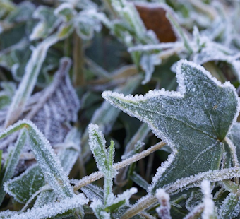 Frost Advisory Extended in Memphis Area, Low Temperatures Threaten Vegetation