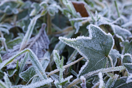 Frost Advisory Extended in Memphis Area, Low Temperatures Threaten Vegetation