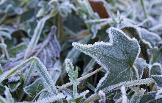 Frost Advisory Extended in Memphis Area, Low Temperatures Threaten Vegetation