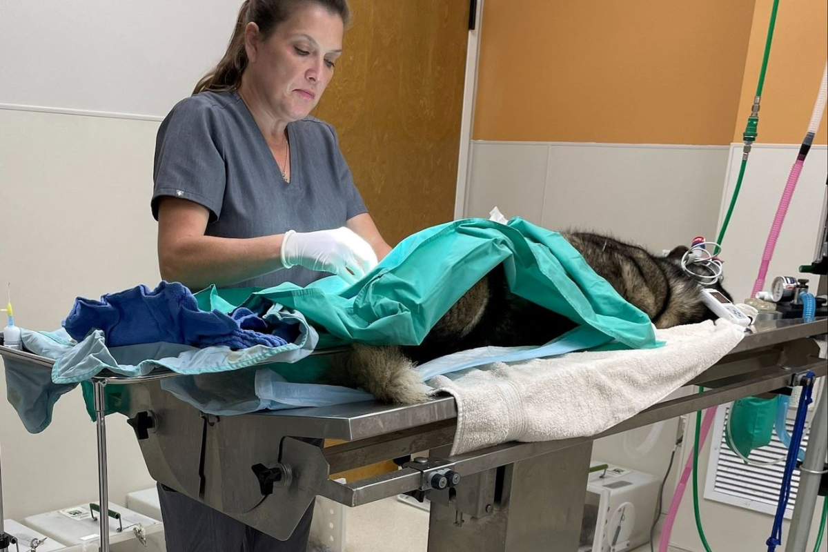 Garland Animal Shelter Celebrates Anniversary with FunFilled Adoption