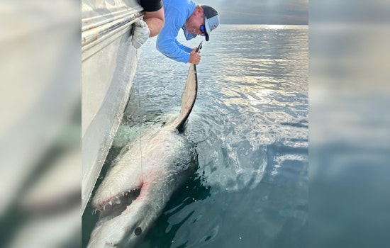 Great White Shark 'LeeBeth' Makes Splash with Historic 2,000-Mile Trek from South Carolina to Gulf of Mexico