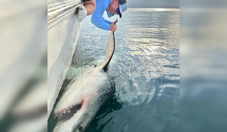 Great White Shark 'LeeBeth' Makes Splash with Historic 2,000-Mile Trek from South Carolina to Gulf of Mexico