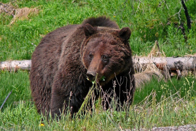 Feds want grizzly bears back in the North Cascades