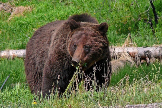Grizzly Bear Reintroduction in Washington's North Cascades Awaits Final Decision, Agencies Select Preferred Option