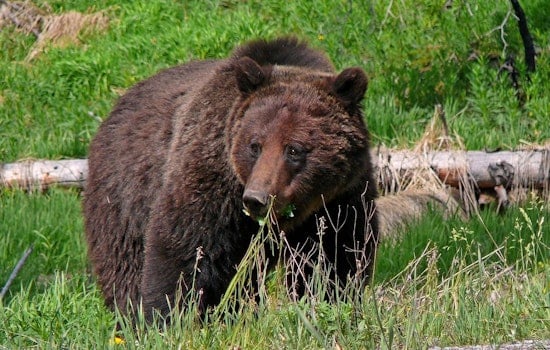 Grizzly Bear Reintroduction in Washington's North Cascades Awaits Final Decision, Agencies Select Preferred Option