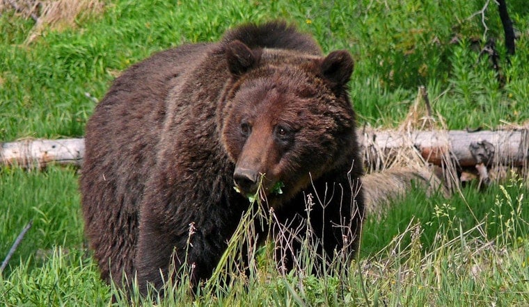 Grizzly Bear Reintroduction in Washington's North Cascades Awaits Final Decision, Agencies Select Preferred Option