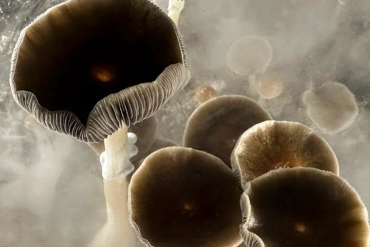 Harvard Panel Explores Psilocybin and Ayahuasca as Potential Tools in Addiction Battle, Cautions Against Self-Medication