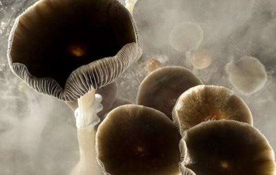 Harvard Panel Explores Psilocybin and Ayahuasca as Potential Tools in Addiction Battle, Cautions Against Self-Medication