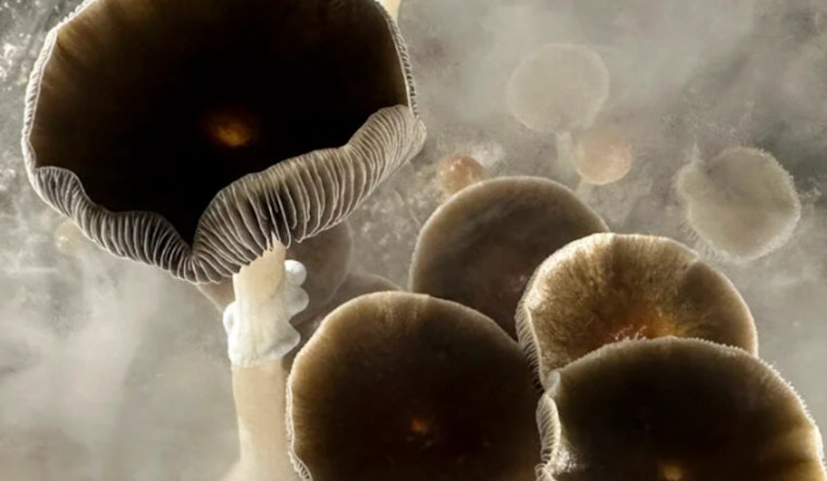 Harvard Panel Explores Psilocybin and Ayahuasca as Potential Tools in Addiction Battle, Cautions Against Self-Medication