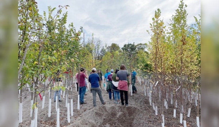 Hennepin County Sets Roots for Greener Future with $10 Million Forestry Grant