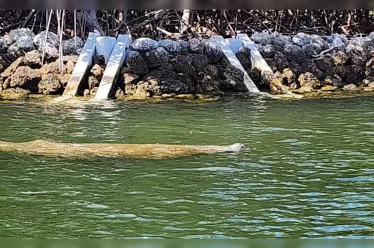 Hollywood Police Divers Become Unexpected Heroes in Manatee Rescue During Training Exercise