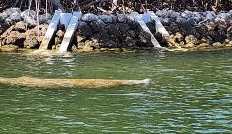 Hollywood Police Divers Become Unexpected Heroes in Manatee Rescue During Training Exercise