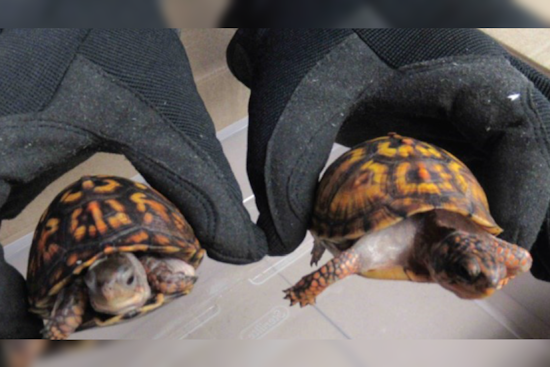 Hong Kong National Charged with Smuggling Protected Turtles into U.S., Faces Brooklyn Federal Court
