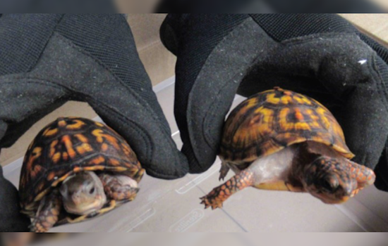 Hong Kong National Charged with Smuggling Protected Turtles into U.S., Faces Brooklyn Federal Court