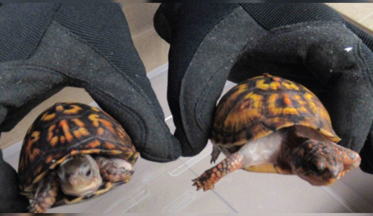 Hong Kong National Charged with Smuggling Protected Turtles into U.S., Faces Brooklyn Federal Court