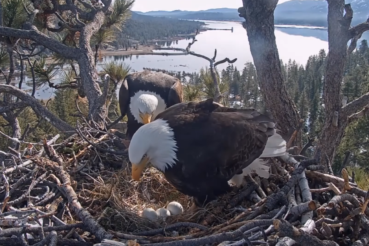 Hope Fades for Hatching of Big Bear Celebrity Eagles Jackie and