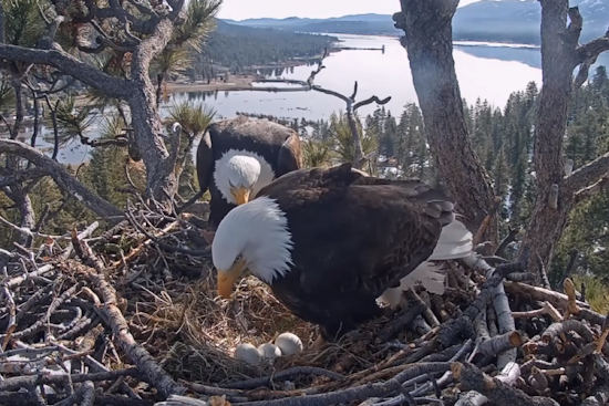 Hope Fades for Hatching of Big Bear Celebrity Eagles Jackie and Shadow's Eggs